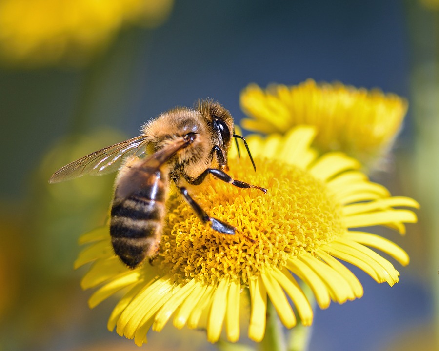 abeille flower butine europe